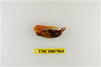 藏品(麗彩擬瘦招潮蟹)的圖片